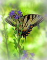 Tall Larkspur